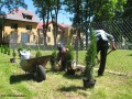 Zagospodarowanie terenu przestrzeni publicznej w centrum wsi Naruszewo_2013 (26)
